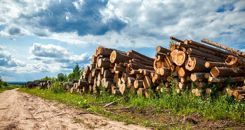 softwood lumber By FotograFFF lead